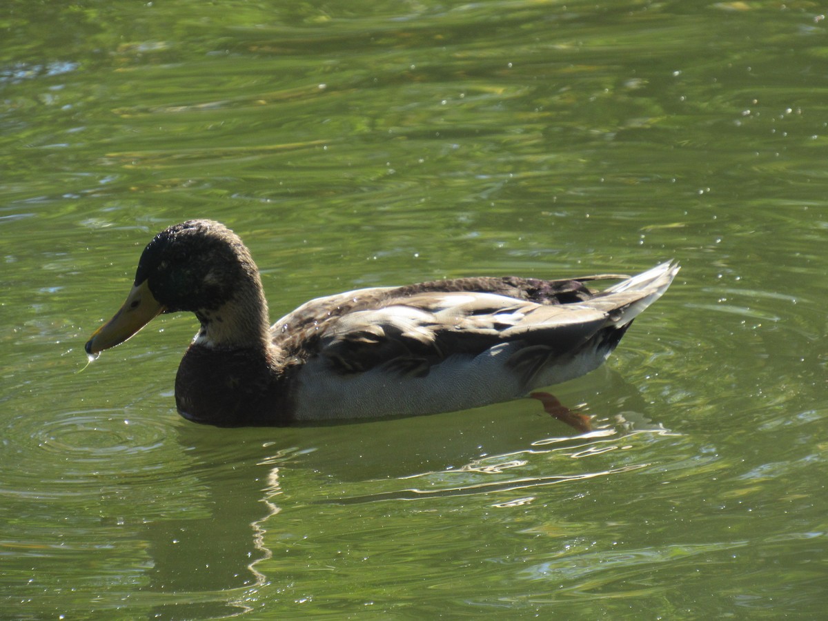 Mallard - Jackson  Rudkin