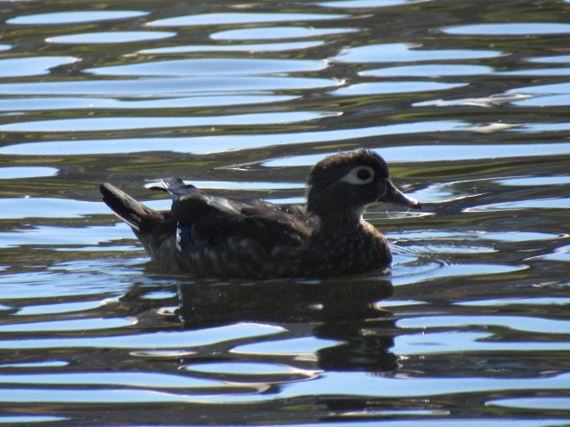 Wood Duck - ML60665481