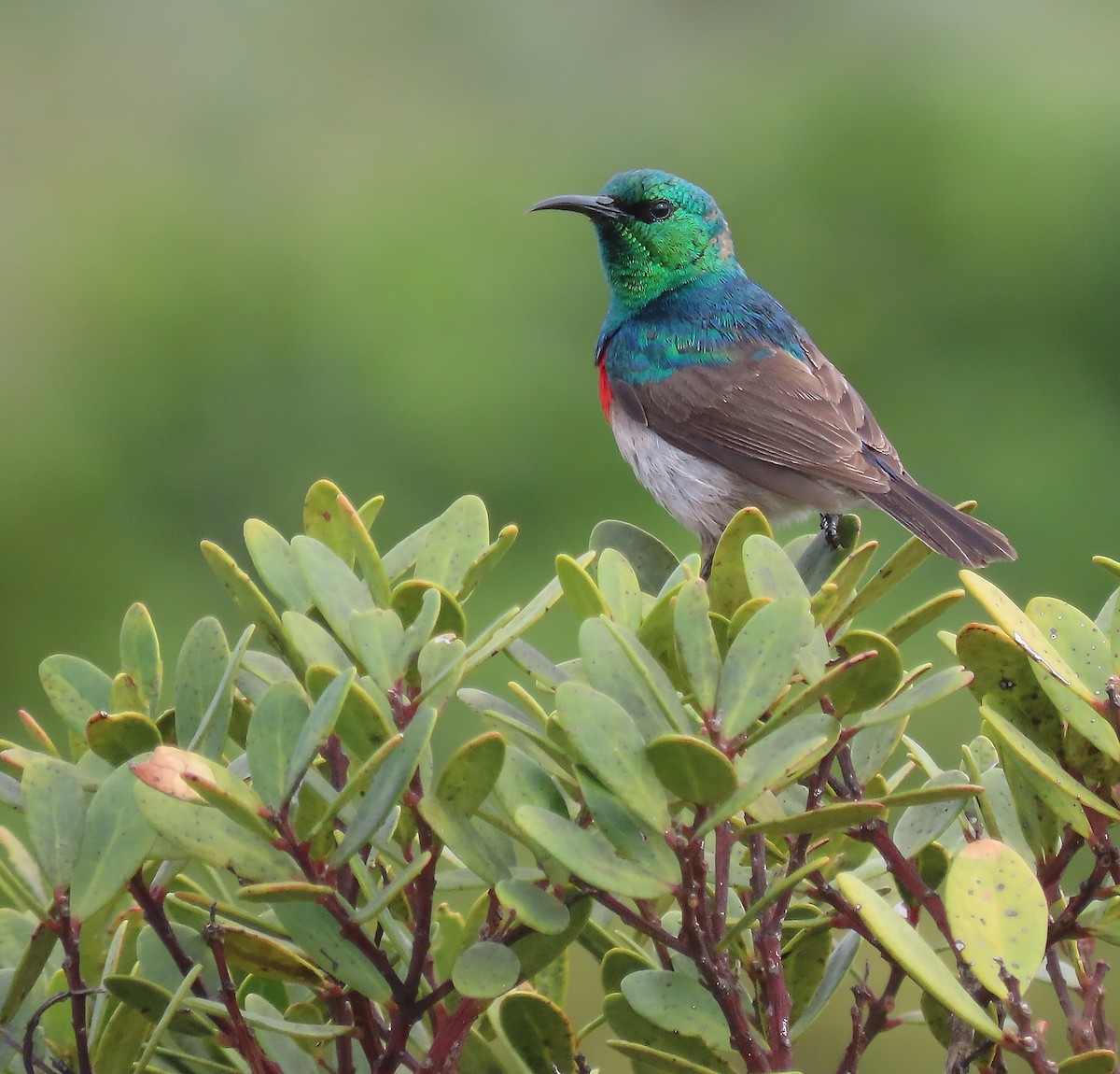 Southern Double-collared Sunbird - ML606654881
