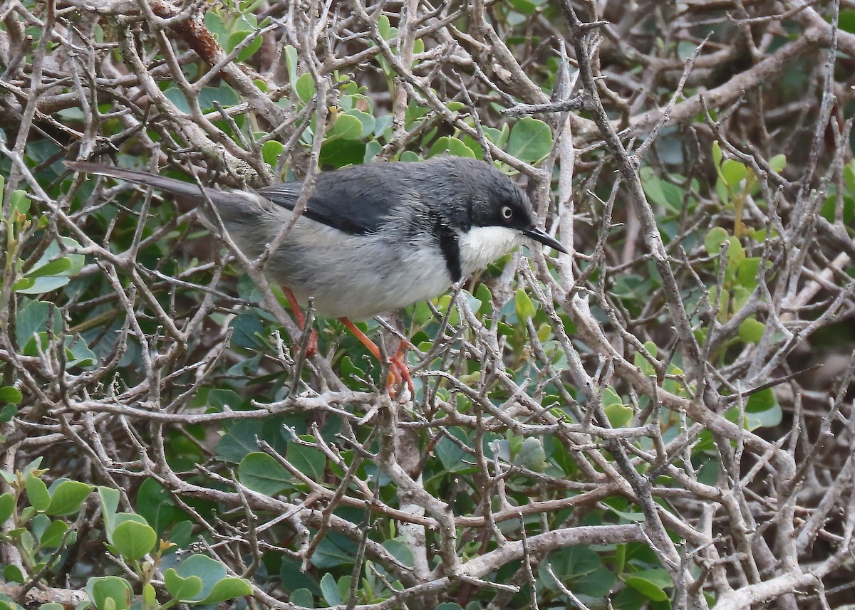 Bar-throated Apalis - ML606655111