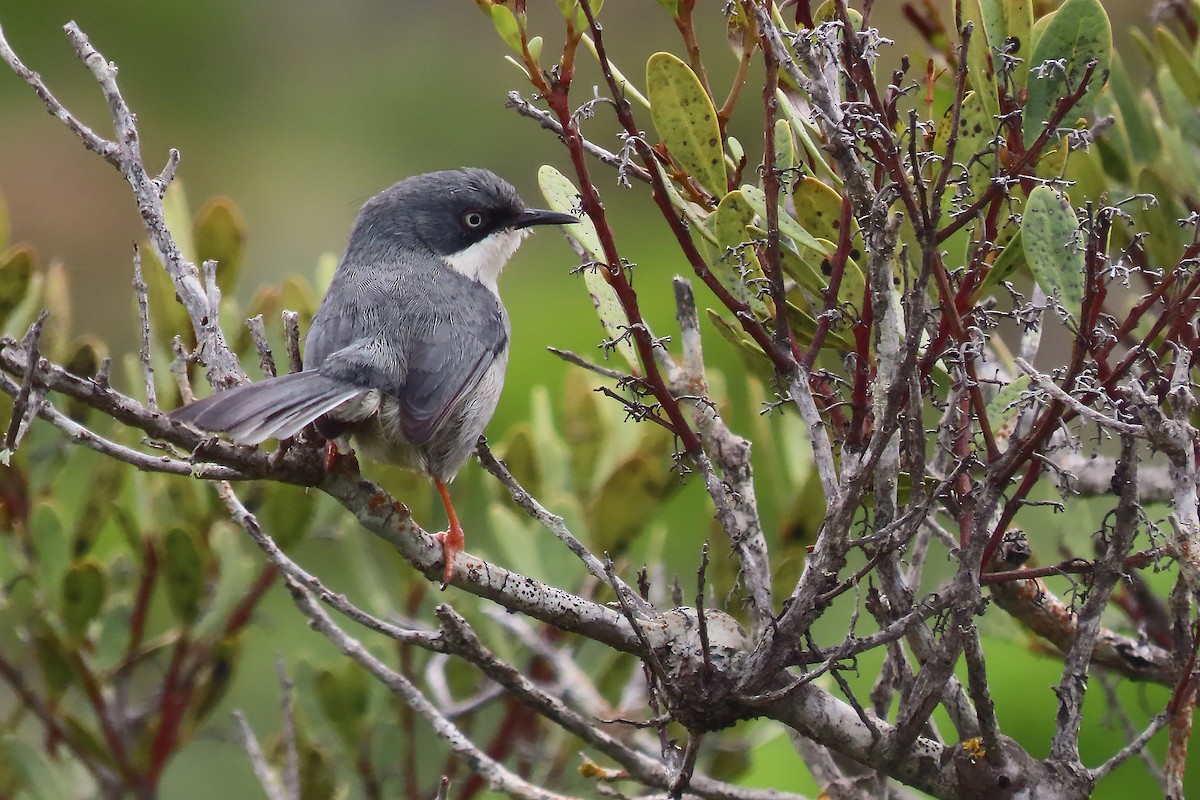 Bar-throated Apalis - ML606655131