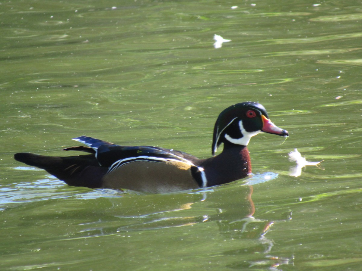 Wood Duck - ML60665541