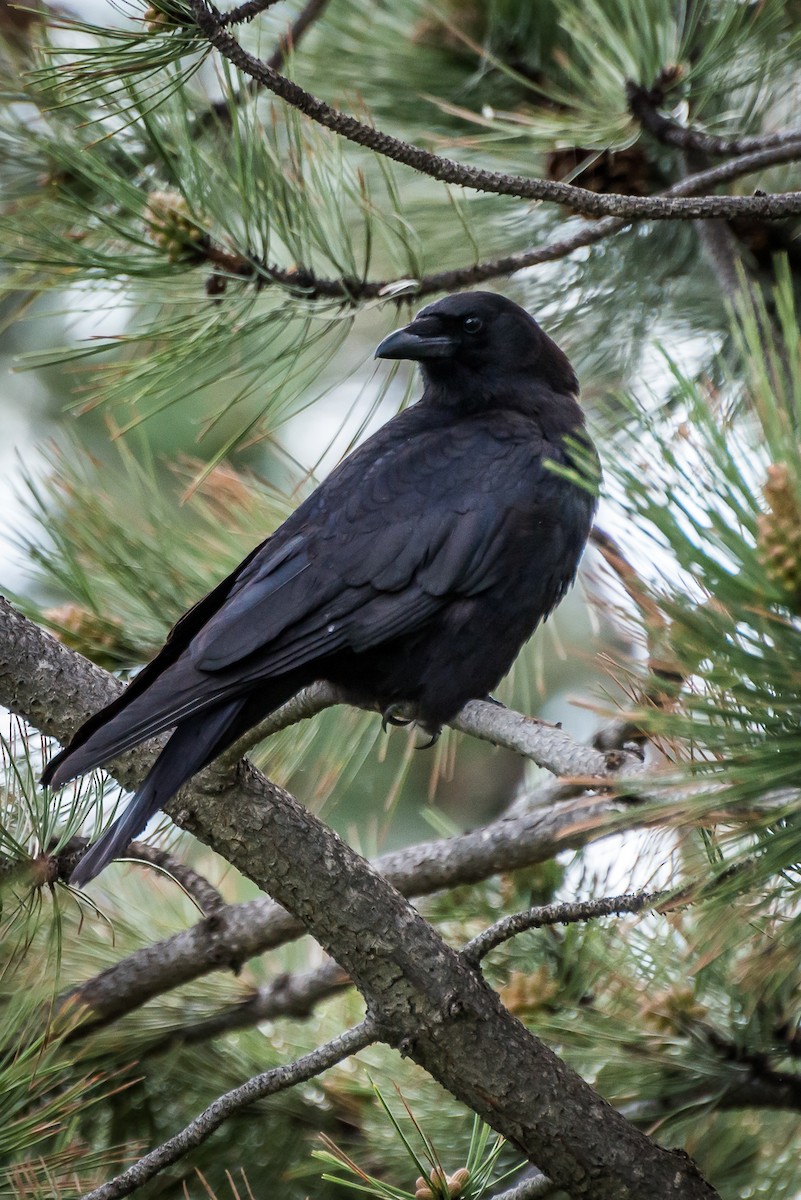 American Crow - Darren Kirby