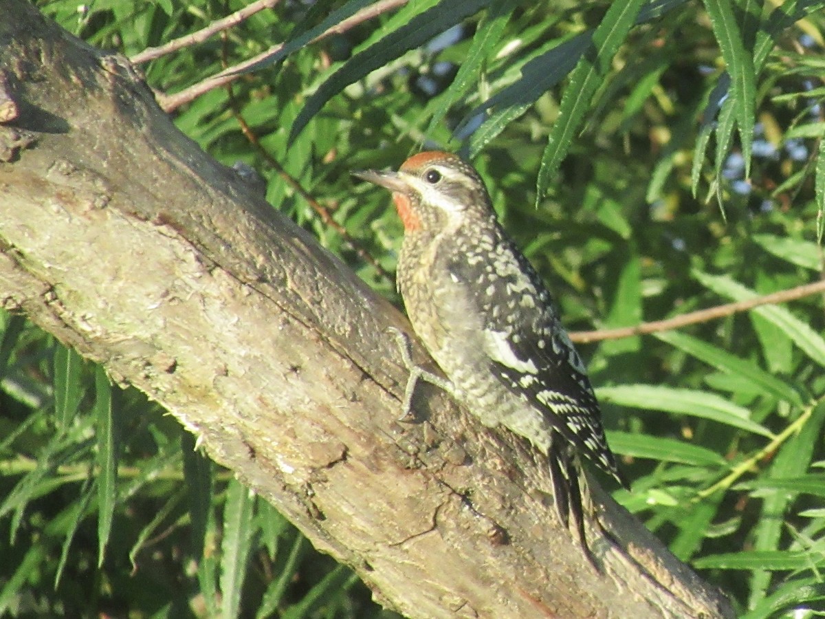 Yellow-bellied Sapsucker - ML606656971