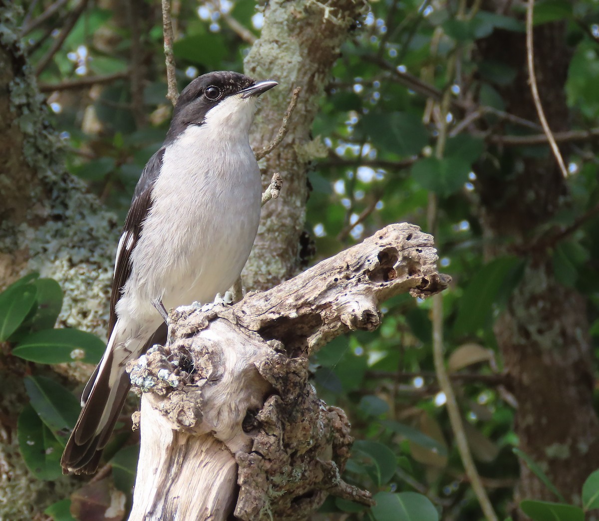 Fiscal Flycatcher - ML606657411