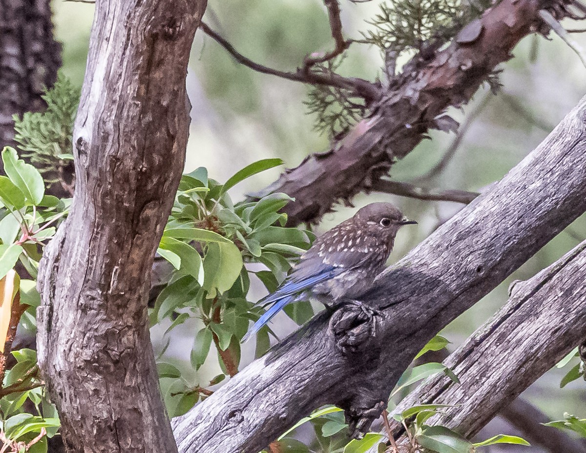 Eastern Bluebird (Mexican) - ML606657851