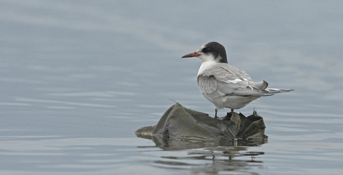 Arctic Tern - ML606658291