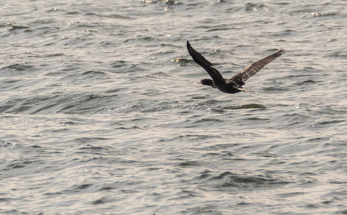 Double-crested Cormorant - ML606658621