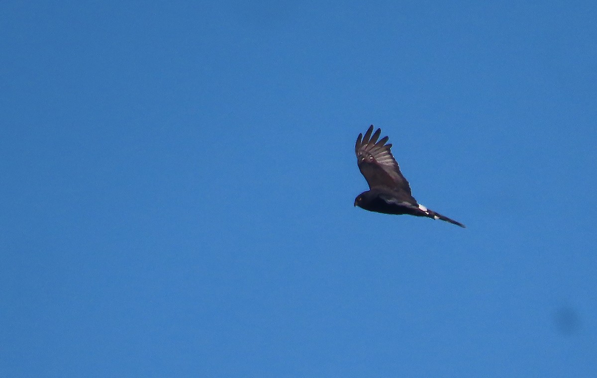 Black Harrier - sylvain Uriot