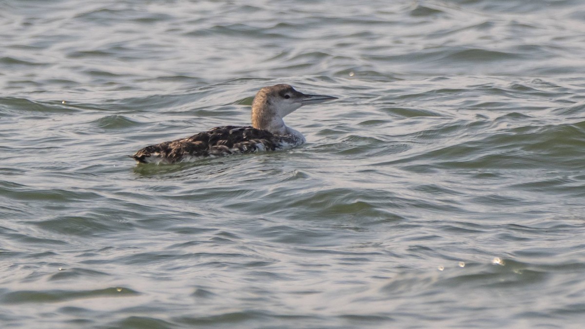 Common Loon - ML606658701