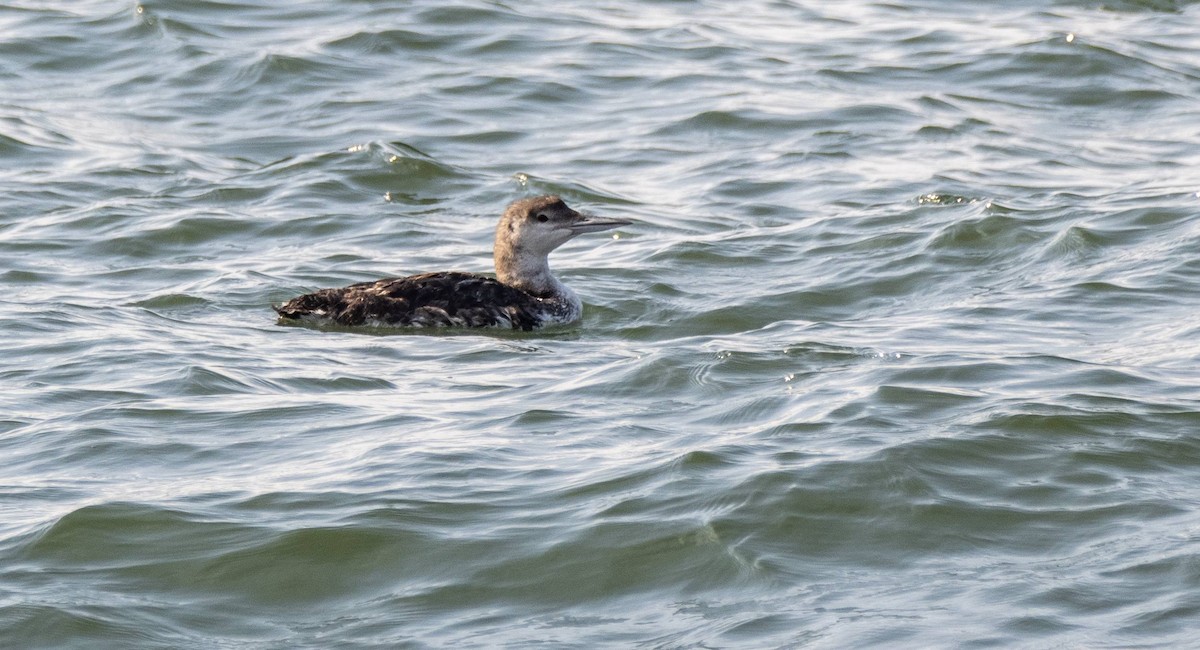 Plongeon huard - ML606658711