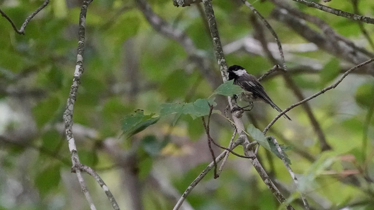 Black-capped Chickadee - ML606659391