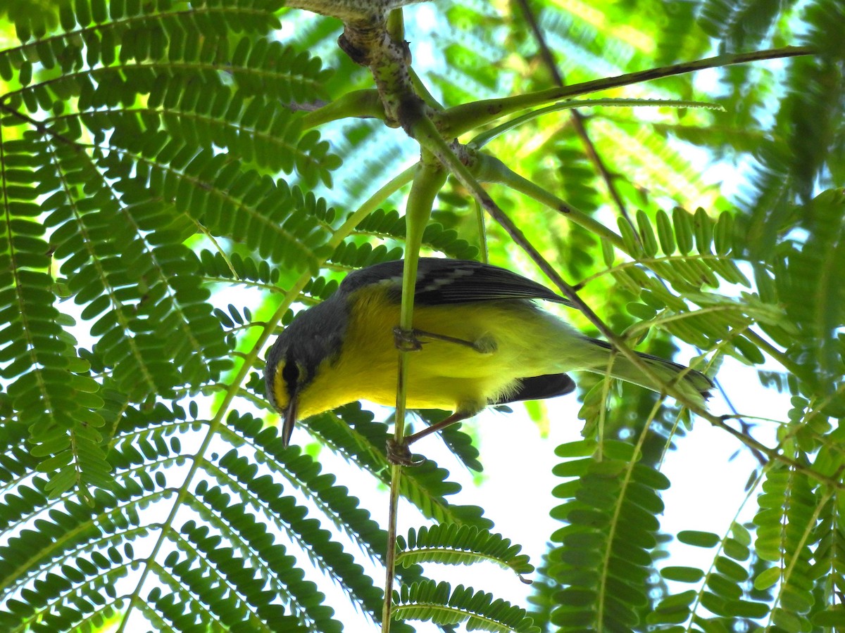 Adelaide's Warbler - Eliezer Nieves-Rodriguez