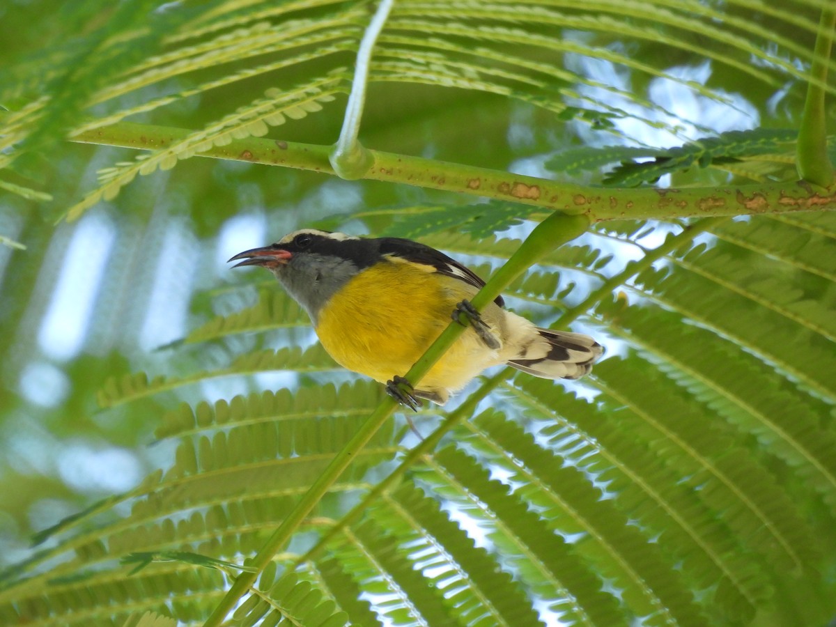 Bananaquit - Eliezer Nieves-Rodriguez