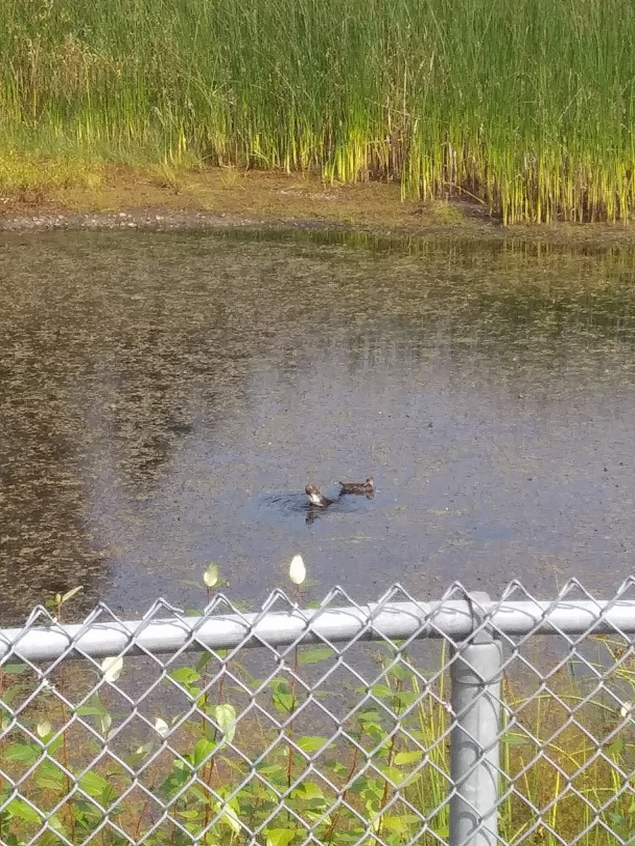 Hooded Merganser - ML606661921
