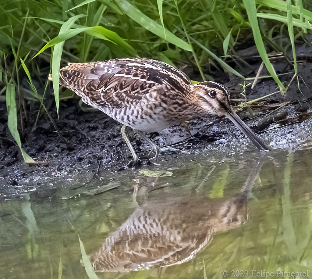 Wilson's Snipe - ML606662501