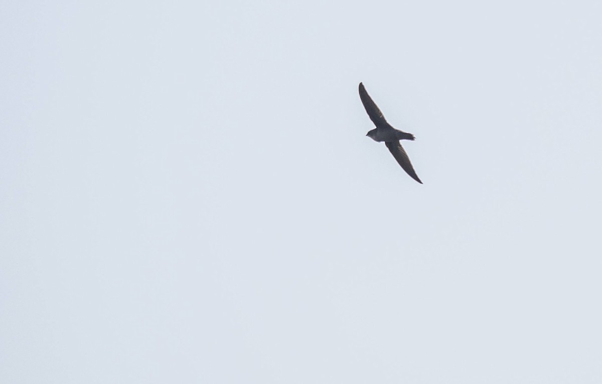 Chimney Swift - ML606664081