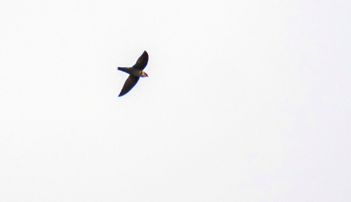 Chimney Swift - ML606664101