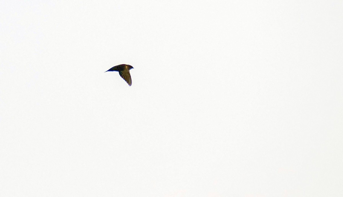 Chimney Swift - ML606664111