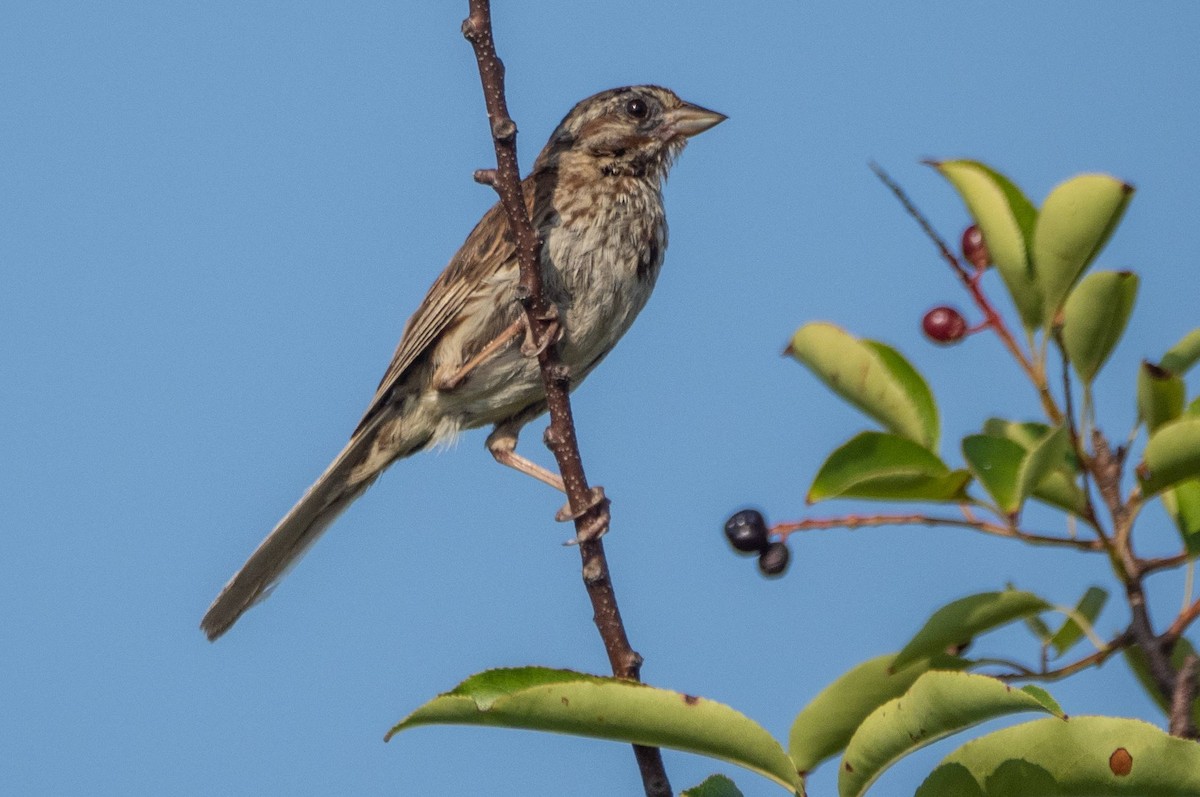 Song Sparrow - ML606664451