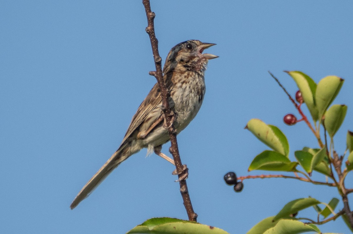 Song Sparrow - ML606664461