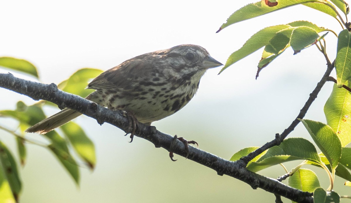 Song Sparrow - ML606664471