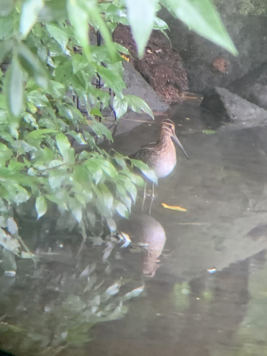 Wilson's Snipe - ML606664611