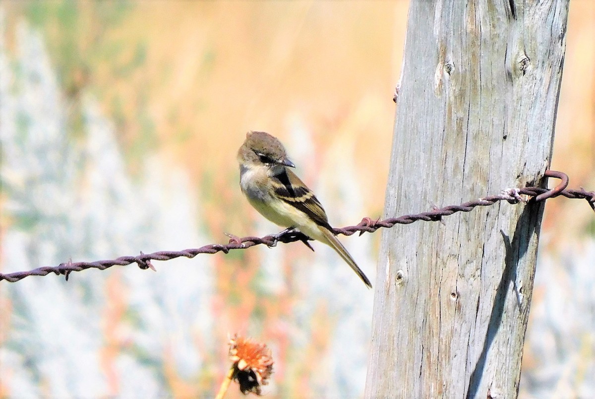 Least Flycatcher - ML606665391