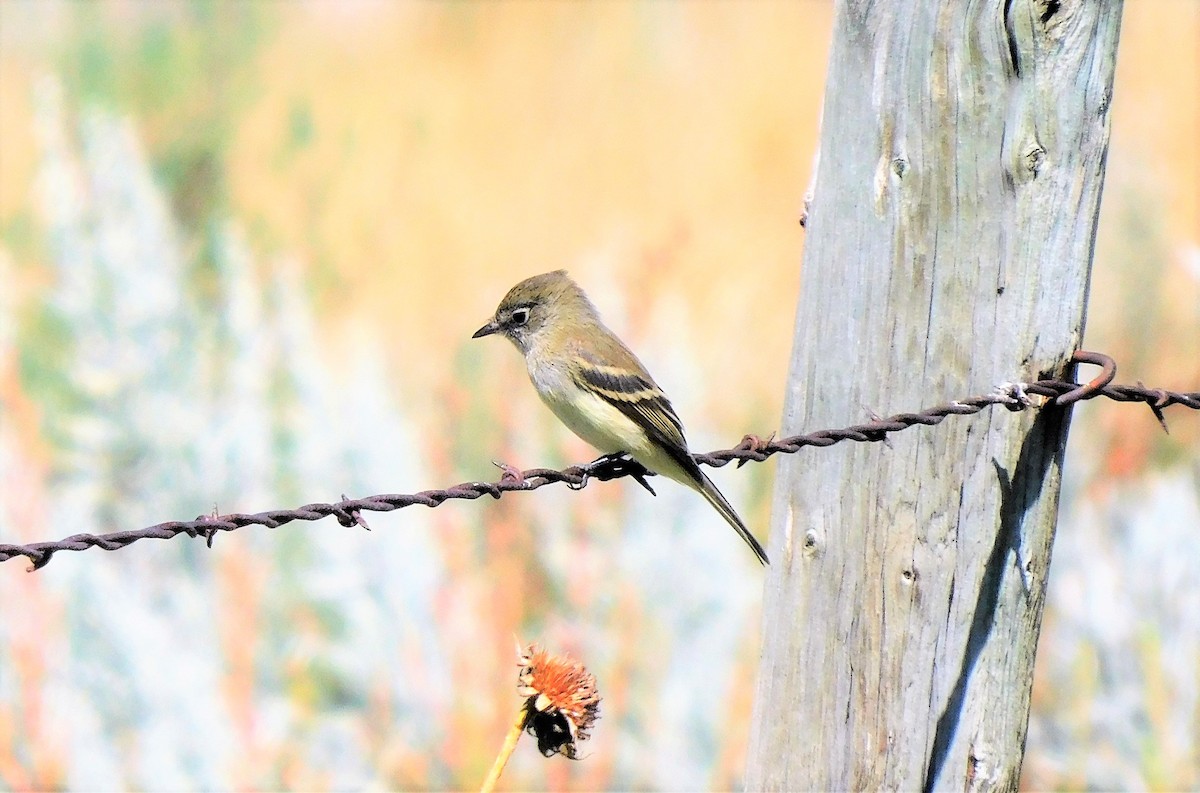 Least Flycatcher - ML606665521