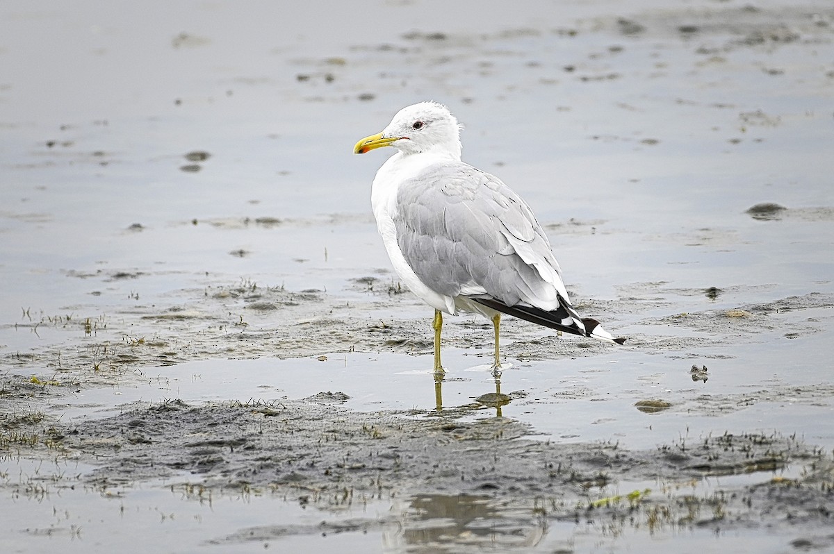 California Gull - ML606666351