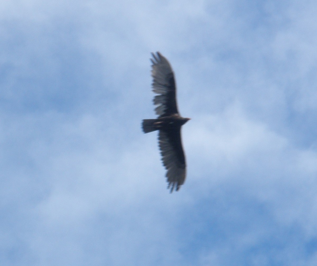 Turkey Vulture - ML606666551