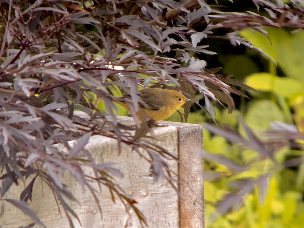 Yellow Warbler - Detlef Buettner