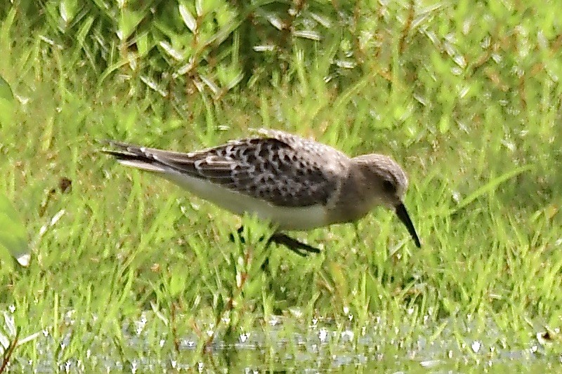 Baird's Sandpiper - ML606667991