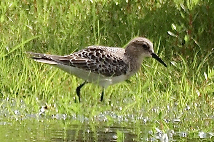 Baird's Sandpiper - George McHenry