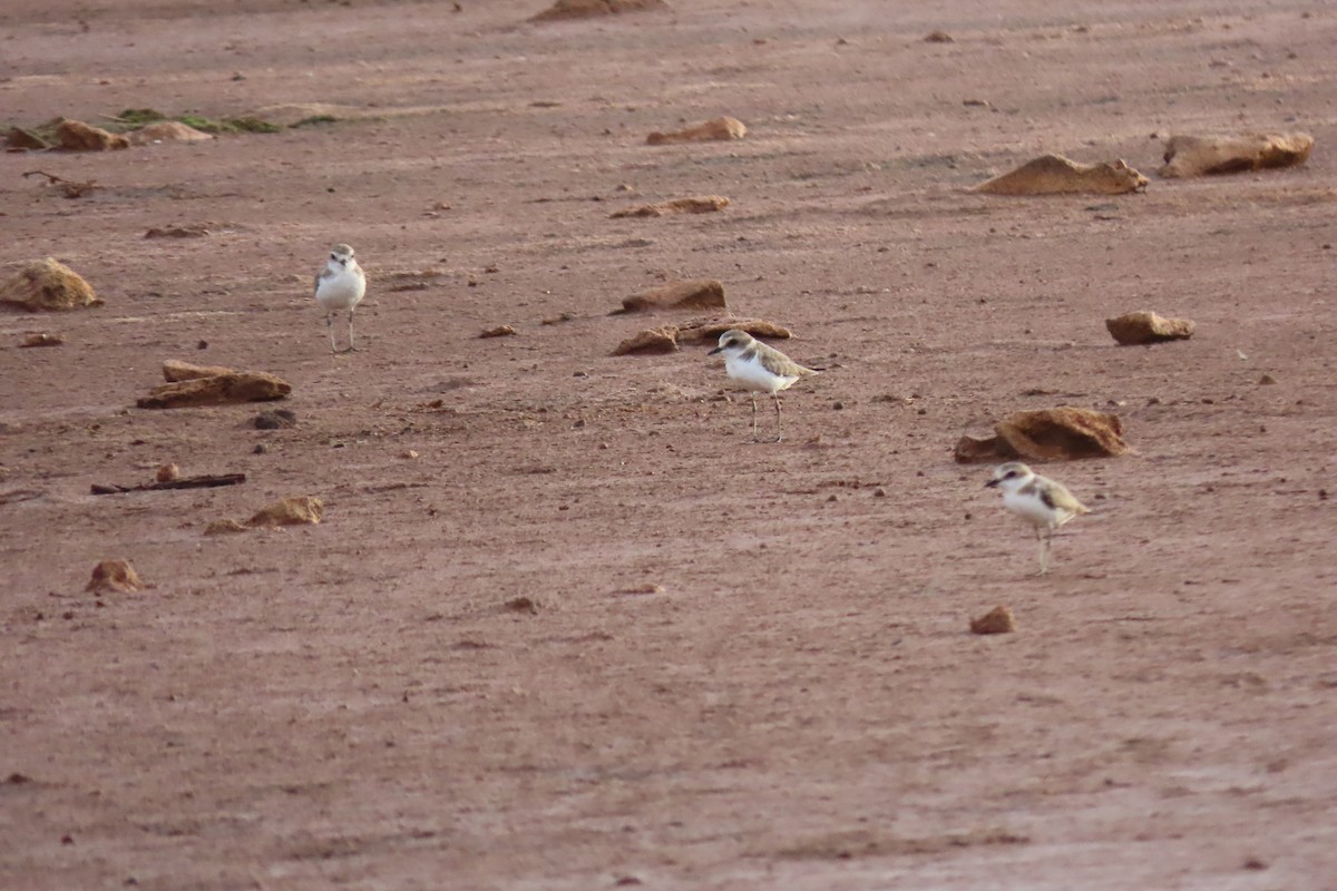 Kentish Plover - ML606668431