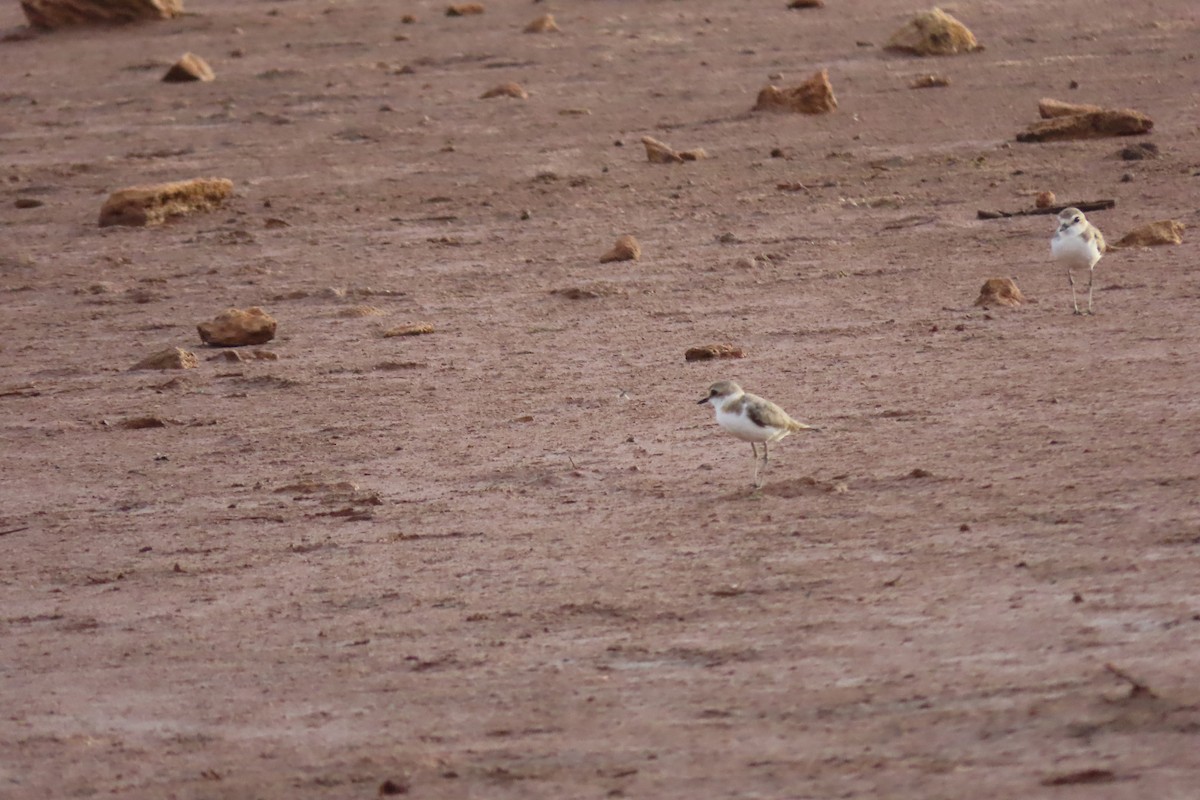 Kentish Plover - ML606668461