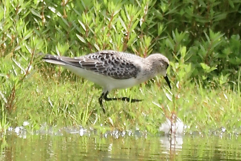 Baird's Sandpiper - George McHenry