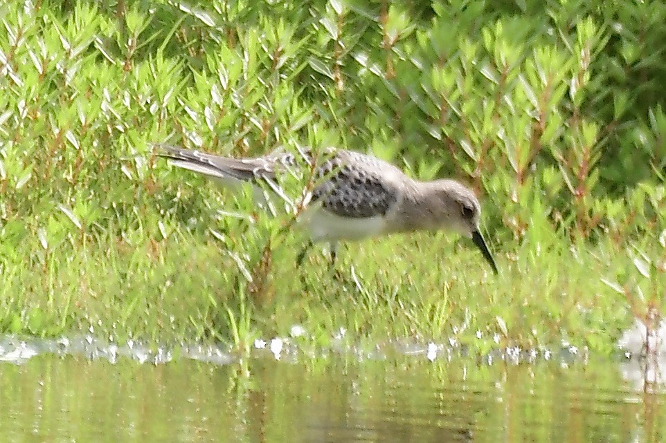 Baird's Sandpiper - ML606668951