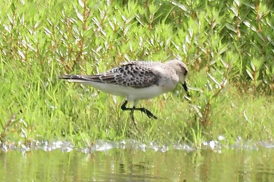 Baird's Sandpiper - George McHenry