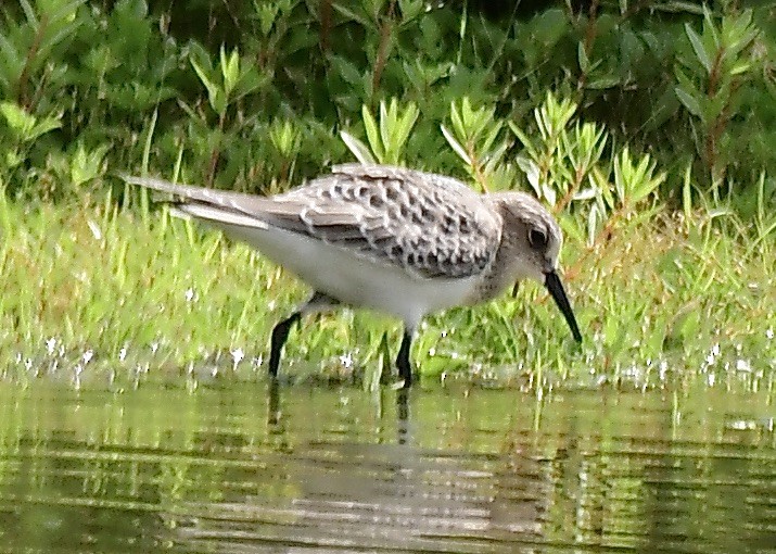 Baird's Sandpiper - George McHenry