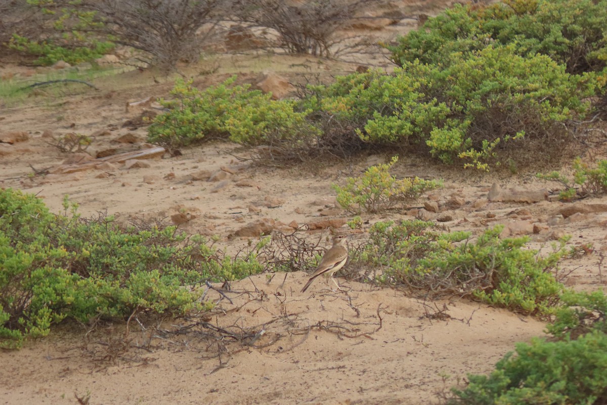 Greater Hoopoe-Lark - ML606669251