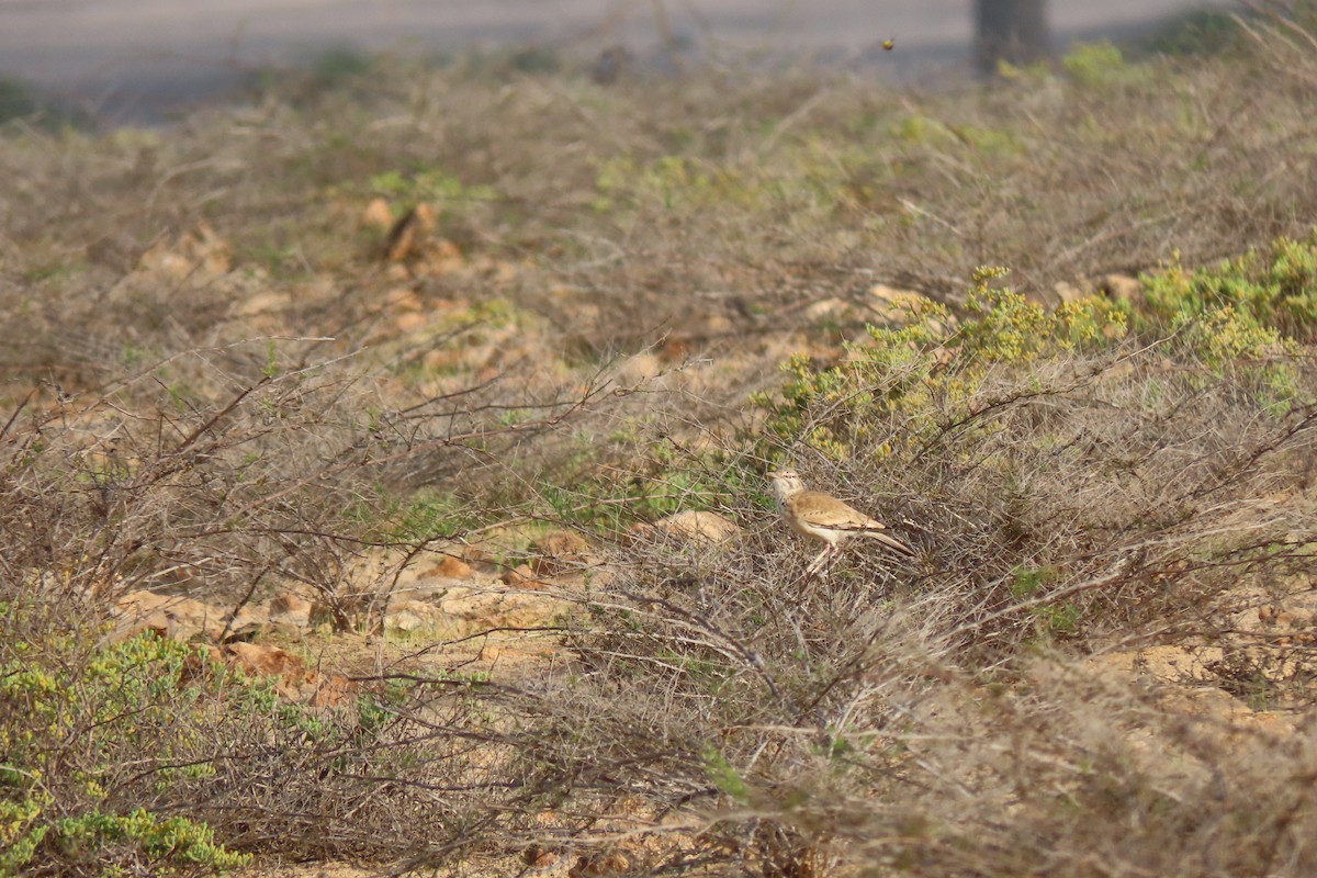 Greater Hoopoe-Lark - ML606669271