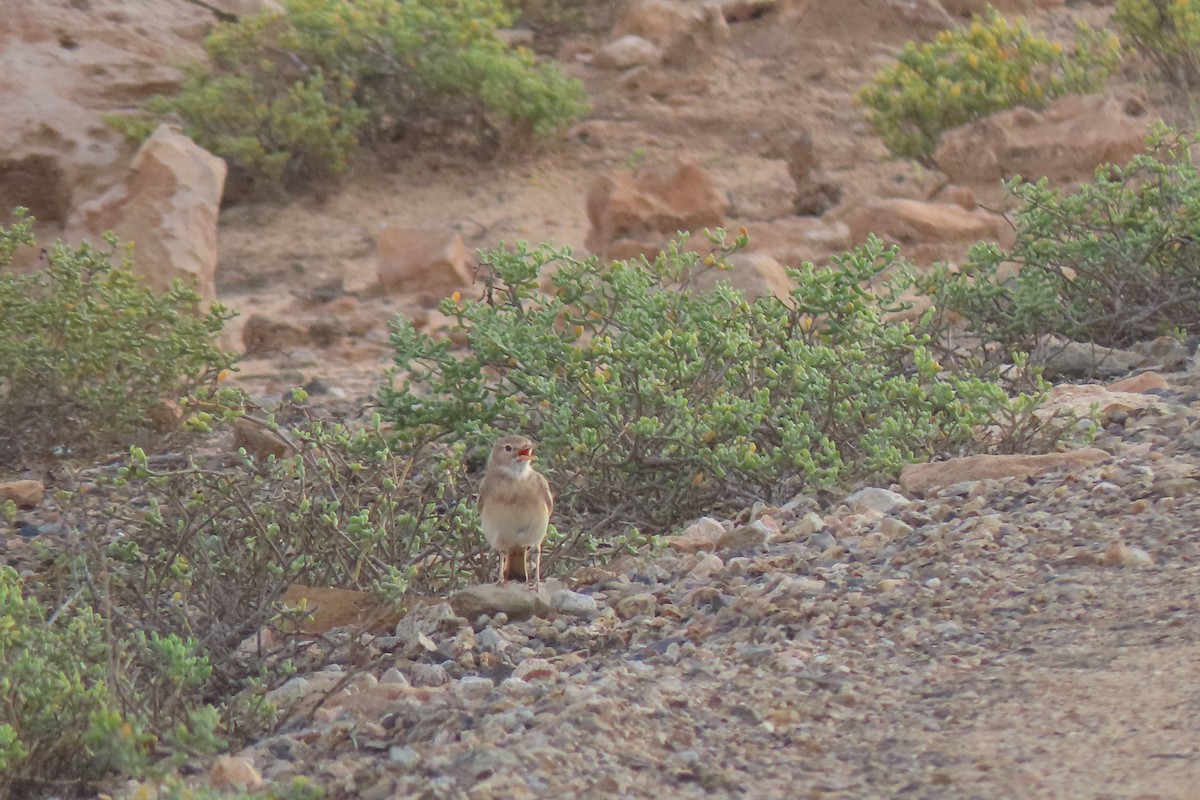 Bar-tailed Lark - Matt  Doyle