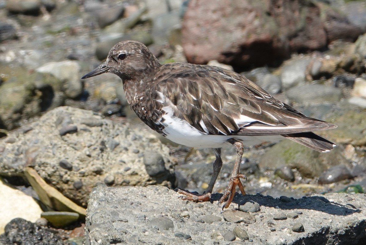 Black Turnstone - Jeff Manker