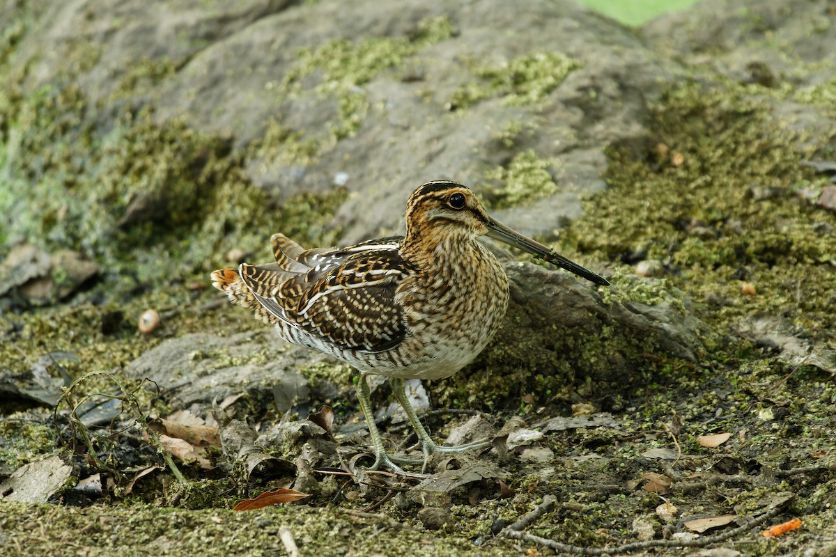 Wilson's Snipe - ML606669671