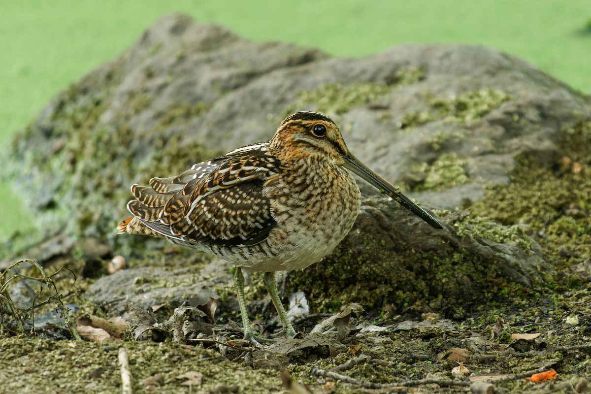 Wilson's Snipe - ML606669681