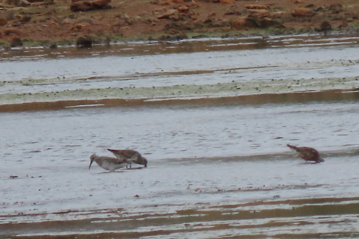 Curlew Sandpiper - Matt  Doyle