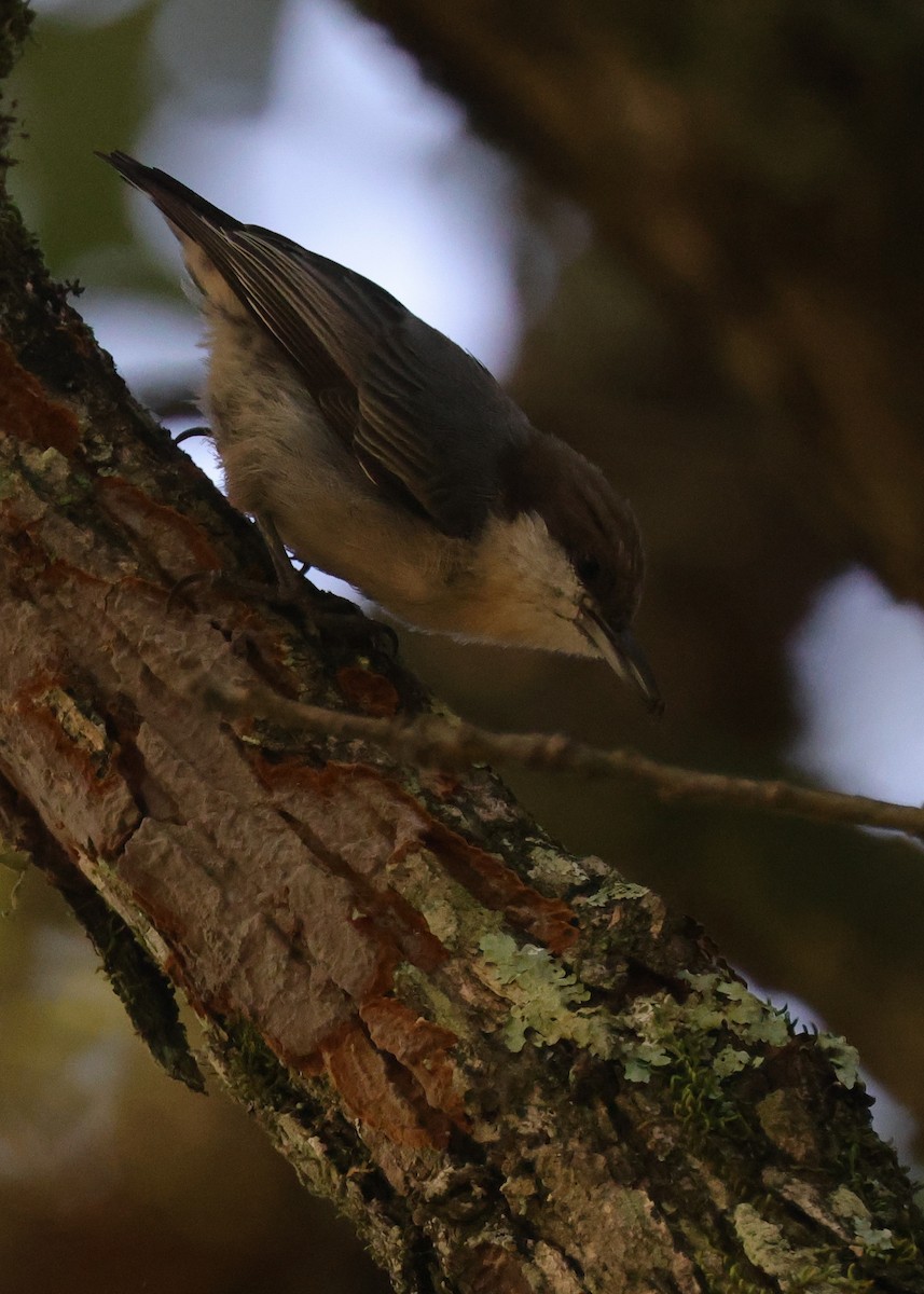 Brown-headed Nuthatch - ML606670601