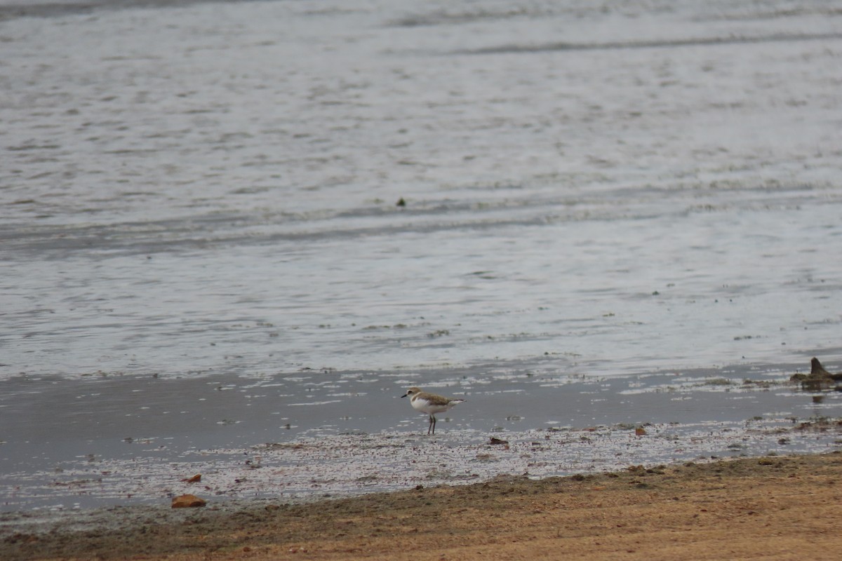 Kentish Plover - ML606670621