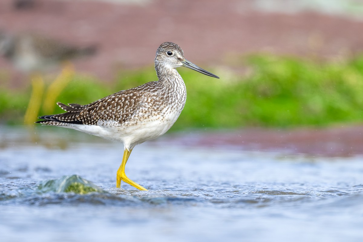 Greater Yellowlegs - ML606670781